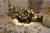 Lampki choinkowe, do użyt. na zewn./wewn. (X22002) 230VAC, 2+10M, 100LED, 3,6W, 2600-2700K, IP44 CHRSTOB100WW Tracon Electric