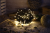 Programowalne lampki choinkowe, zewn./wewn.(X25043) 230VAC, 2+10M, 400LED, 3,6W, 2600-2700K, IP44 CHRSTHOP400WW Tracon Electric